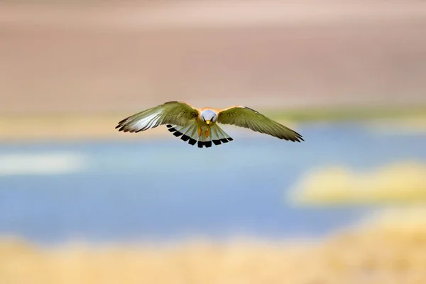 Flying Falcon Colorful Nature Background Bird Lesser Kestrel Falco Naumanni — Stock Photo, Image