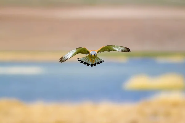 Şoim Zburător Fundal Natural Colorat Bird Kestrel Mai Mic Falco — Fotografie, imagine de stoc