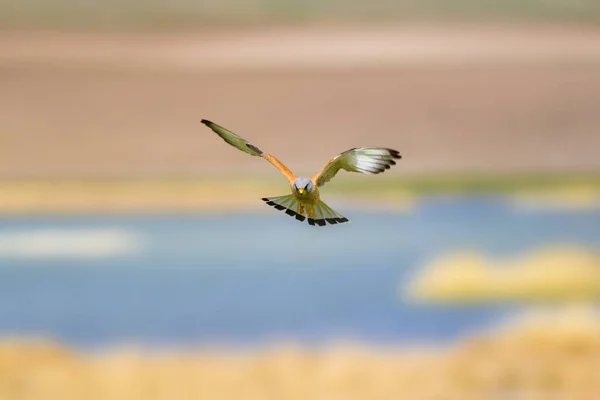 Sokół Latający Kolorowe Tło Przyrodnicze Ptak Pustułka Mała Naumanni Falco — Zdjęcie stockowe