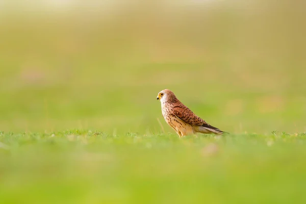 Falcão Voador Fundo Natureza Colorida Pássaro Menos Kestrel Falco Naumanni — Fotografia de Stock