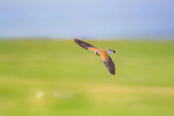 Ιπτάμενο Γεράκι Πολύχρωμο Φόντο Της Φύσης Γεράκι Μικρό Κέκελ Φάλκο — Φωτογραφία Αρχείου