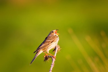 Şarkı söyleyen kuş. Yeşil doğa arka planı. Kuş: Mısır Kiraz kuşu. Emberiza calandra. 