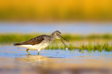 Su ve kuş. Sandpiper. Renkli doğa arka plan. Kuş: ahşap Sandpiper. Erkan efe.