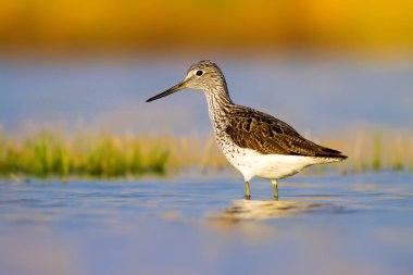 Su ve kuş. Sandpiper. Renkli doğa arka plan. Kuş: ahşap Sandpiper. Erkan efe.