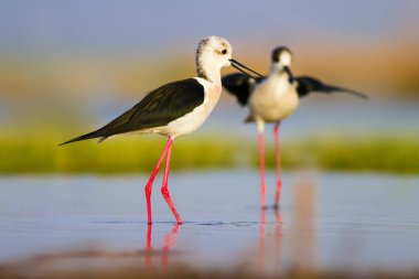 Sevimli kıyı kuşu. Siyah kanatlı Stilt. Doğa habitat arka plan.
