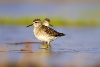 Su ve kuş. Sandpiper. Renkli doğa arka plan. Kuş: ahşap Sandpiper. Erkan efe.
