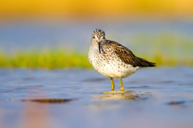 Su ve kuş. Sandpiper. Renkli doğa arka plan. Kuş: ahşap Sandpiper. Erkan efe.