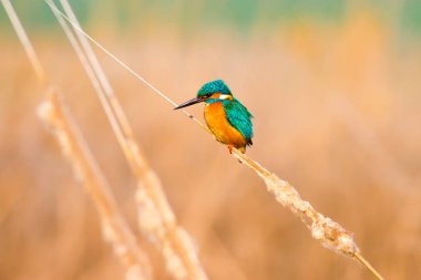 Sevimli renkli kuş Kingfisher. Sarı doğa arka planı. Kuş: Ortak Kingfisher. Alcedo atthis.