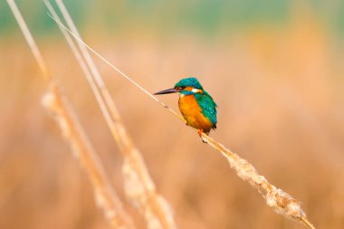 Sevimli renkli kuş Kingfisher. Sarı doğa arka planı. Kuş: Ortak Kingfisher. Alcedo atthis.
