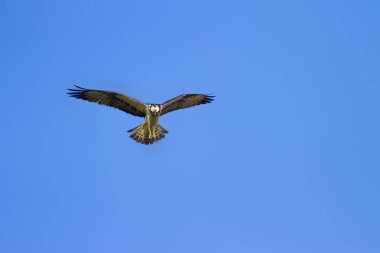Osprey Uçan. Mavi gökyüzü arka planı. Kuş: Batı Osprey. Pandion haliaetus.