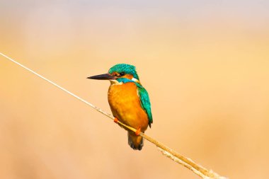 Sevimli renkli kuş Kingfisher. Sarı doğa arka planı. Kuş: Ortak Kingfisher. Alcedo atthis.