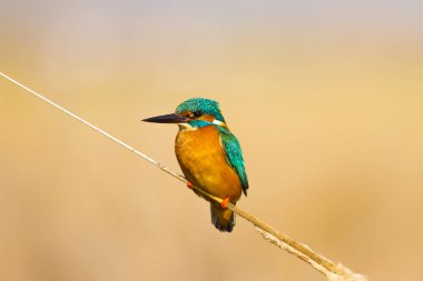 Sevimli renkli kuş Kingfisher. Sarı doğa arka planı. Kuş: Ortak Kingfisher. Alcedo atthis.