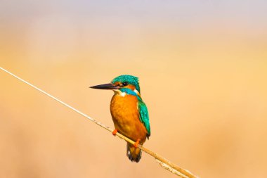 Sevimli renkli kuş Kingfisher. Sarı doğa arka planı. Kuş: Ortak Kingfisher. Alcedo atthis.