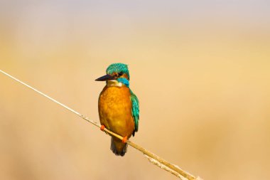 Sevimli renkli kuş Kingfisher. Sarı doğa arka planı. Kuş: Ortak Kingfisher. Alcedo atthis.