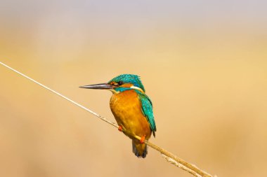 Sevimli renkli kuş Kingfisher. Sarı doğa arka planı. Kuş: Ortak Kingfisher. Alcedo atthis.