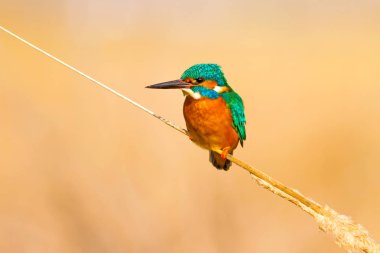 Sevimli renkli kuş Kingfisher. Sarı doğa arka planı. Kuş: Ortak Kingfisher. Alcedo atthis.