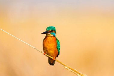Sevimli renkli kuş Kingfisher. Sarı doğa arka planı. Kuş: Ortak Kingfisher. Alcedo atthis.