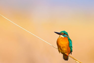 Sevimli renkli kuş Kingfisher. Sarı doğa arka planı. Kuş: Ortak Kingfisher. Alcedo atthis.