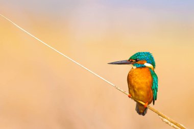 Sevimli renkli kuş Kingfisher. Sarı doğa arka planı. Kuş: Ortak Kingfisher. Alcedo atthis.