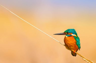 Sevimli renkli kuş Kingfisher. Sarı doğa arka planı. Kuş: Ortak Kingfisher. Alcedo atthis.