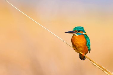 Sevimli renkli kuş Kingfisher. Sarı doğa arka planı. Kuş: Ortak Kingfisher. Alcedo atthis.