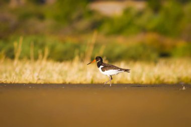 Su ve kuş Oystercatcher. Renkli doğa arka plan. Kuş: Avrasya İstiridye Tutucu Haematopus ostralegus