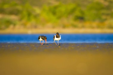 Su ve kuş Oystercatcher. Renkli doğa arka plan. Kuş: Avrasya İstiridye Tutucu Haematopus ostralegus