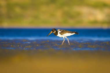 Su ve kuş Oystercatcher. Renkli doğa arka plan. Kuş: Avrasya İstiridye Tutucu Haematopus ostralegus