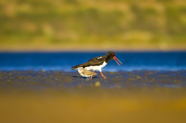 Su ve kuş Oystercatcher. Renkli doğa arka plan. Kuş: Avrasya İstiridye Tutucu Haematopus ostralegus