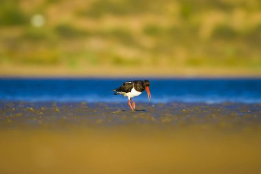 Su ve kuş Oystercatcher. Renkli doğa arka plan. Kuş: Avrasya İstiridye Tutucu Haematopus ostralegus
