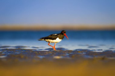 Su ve kuş Oystercatcher. Renkli doğa arka plan. Kuş: Avrasya İstiridye Tutucu Haematopus ostralegus