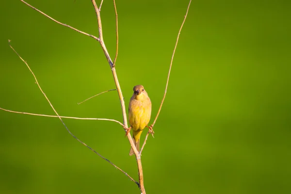 Cute yellow bird. Green background. Common bird: Black headed Bunting. Emberiza melanocephala.