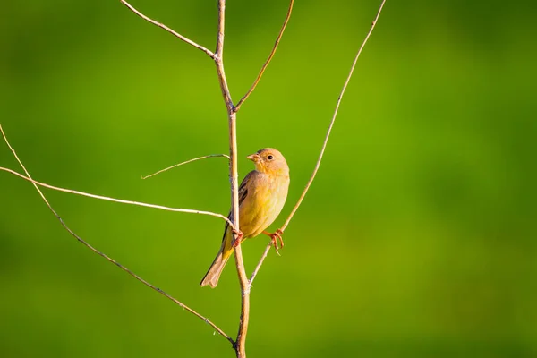 Roztomilá Žlutá Ptáčka Zelené Pozadí Ptáček Obecný Bunting Černý Emberiza — Stock fotografie