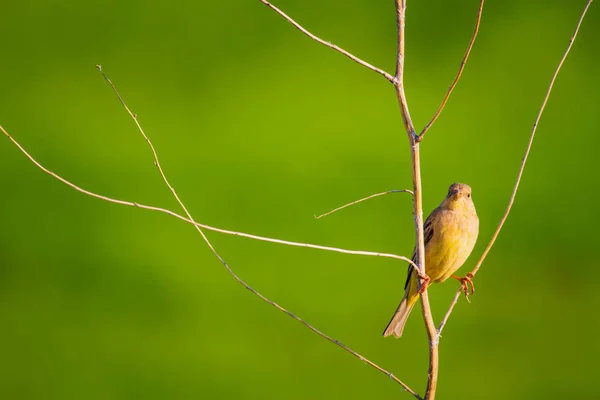 Cute yellow bird. Green background. Common bird: Black headed Bunting. Emberiza melanocephala.