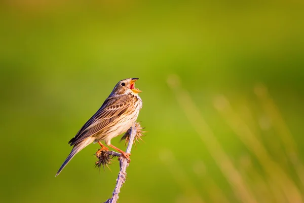 Pájaro Cantor Fondo Naturaleza Verde Bird Corn Bunting Emberiza Calandra — Foto de Stock