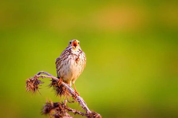 Singing bird. Green nature background. Bird: Corn Bunting. Emberiza calandra.