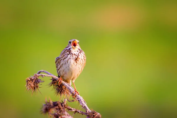 Uccello Canterino Sfondo Verde Natura Uccello Corn Bunting Emberiza Calandra — Foto Stock