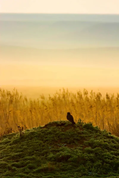 Flying Hawk. Nature background. Bird of prey.