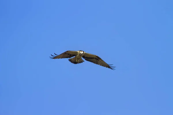 Osprey Flying Fondo Cielo Azul Bird Western Osprey Pandion Haliaetus — Foto de Stock