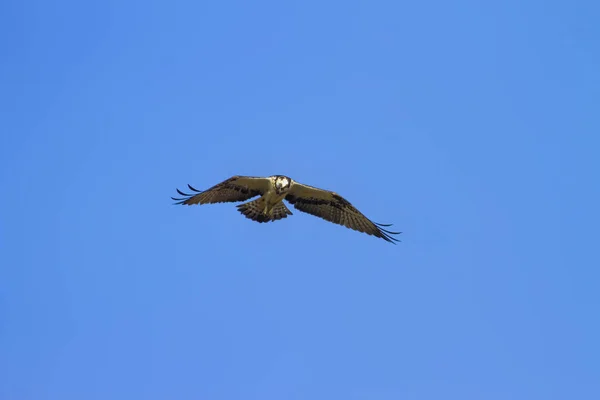 Osprey Flying Fond Bleu Ciel Oiseau Balbuzard Pêcheur Pandion Haliaetus — Photo