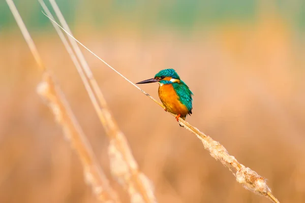 Cute Colorful Bird Kingfisher Yellow Nature Background Bird Common Kingfisher — Stock Photo, Image