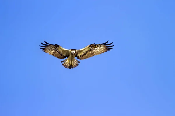 Létající Letící Modrá Obloha Pozadí Ptáci Západní Osprej Pandion Haliaetus — Stock fotografie