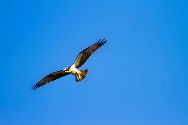 Létající Letící Modrá Obloha Pozadí Ptáci Západní Osprej Pandion Haliaetus — Stock fotografie