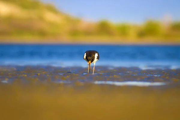 Вода Птица Ойстеркэтчер Красочный Природный Фон Птица Eurasian Oystercatcher Haematopus — стоковое фото