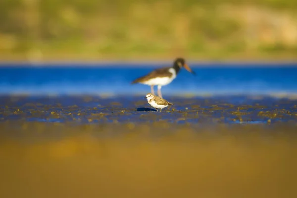 Wetland habitat and water bird. Colorful natural habitat background.