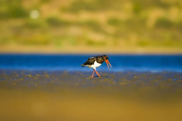 Kuş Oystercatcher Renkli Doğa Arka Plan Kuş Avrasya Stiridye Tutucu — Stok fotoğraf