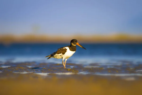 Kuş Oystercatcher Renkli Doğa Arka Plan Kuş Avrasya Stiridye Tutucu — Stok fotoğraf