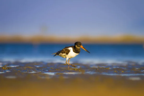 Kuş Oystercatcher Renkli Doğa Arka Plan Kuş Avrasya Stiridye Tutucu — Stok fotoğraf