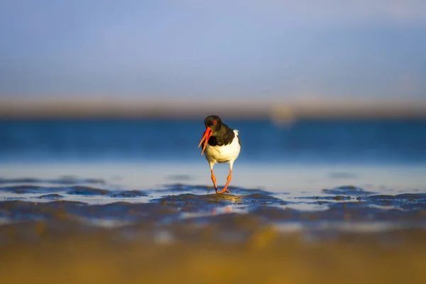 Kuş Oystercatcher Renkli Doğa Arka Plan Kuş Avrasya Stiridye Tutucu — Stok fotoğraf