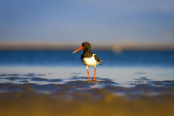 Water Vogel Oystercatcher Kleurrijke Natuur Achtergrond Vogel Scholekster Van Hematopus — Stockfoto